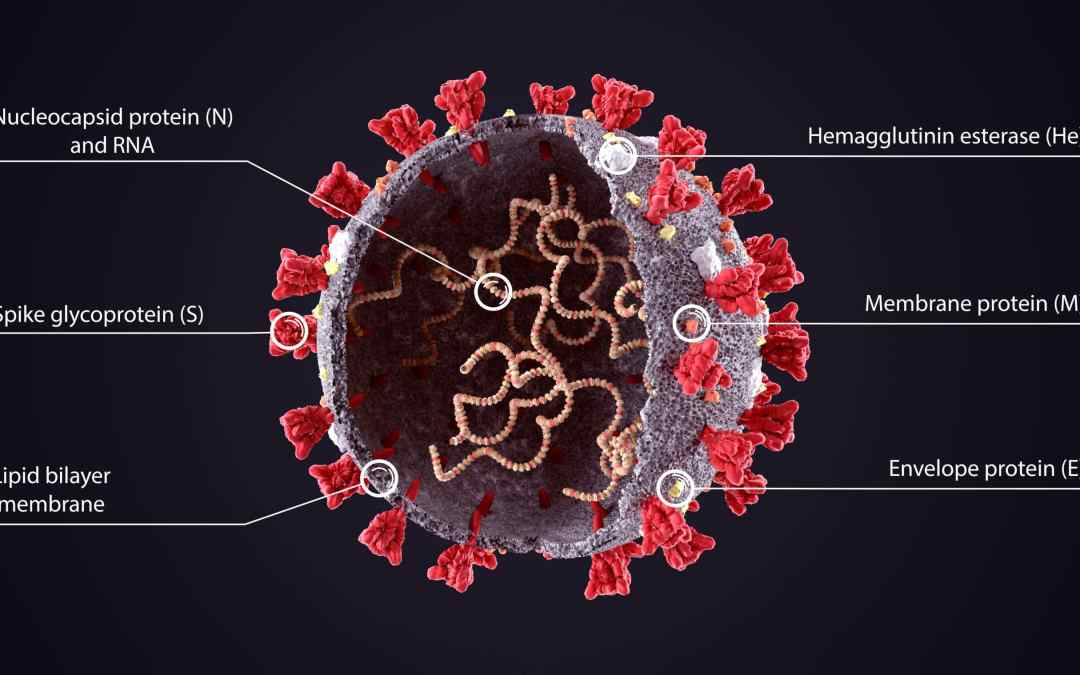 How does infrastructure support the discovery of emerging COVID-19 variants?