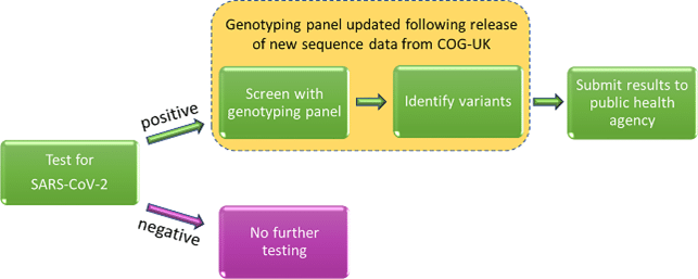 flow of SNP genotyping